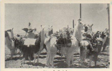 POSTAL PV04069: Tropilla de llamas, Jujuy
