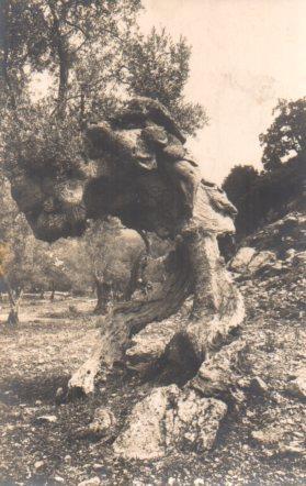 POSTAL PV04217: Oliveres a Valldemosa