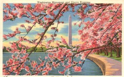 POSTAL PV03850: Washington Monument and Cherry Blossoms