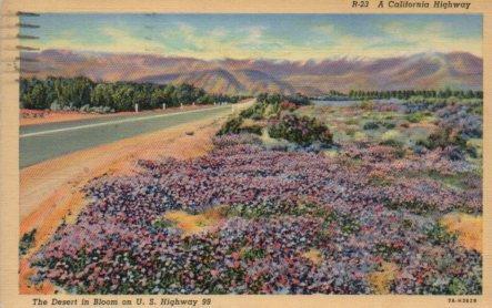 POSTAL PV04032: Desert in Bloom on U. S. Highway 99, California