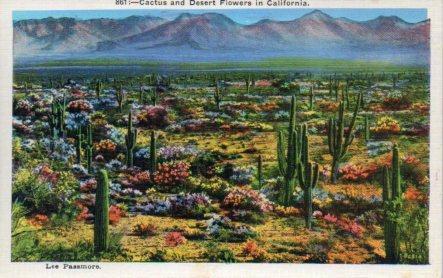 POSTAL PV04030: Cactus and Desert Flowers in California