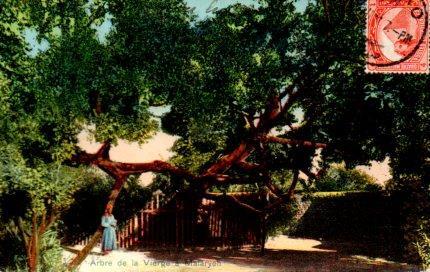 POSTAL PV03935: Arbre de la Vierge a Malaryeh