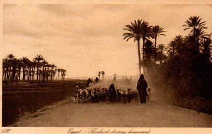 POSTAL PV03975: Shepherd driving homenvard, Egypt