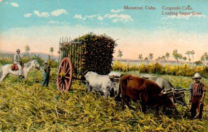 POSTAL PV03960: Cargando caña en Matanzas, Cuba