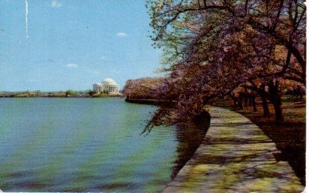 POSTAL PV04261: Cherry Blossom Time, Washington D. C.