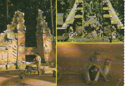 POSTAL PV04765: The three kingdoms of monkeys in Sangeh, Bali