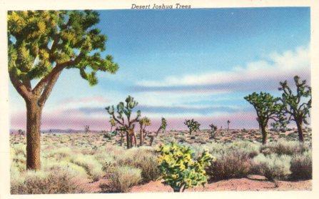 POSTAL PV04331: Desert Joshua Trees