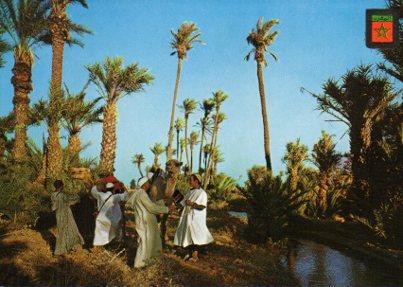 POSTAL PV05058: Camellos en un oasis, Marruecos tipico 2ª colección nº 45