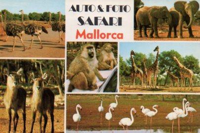 POSTAL PV04942: Auto foto Baby Zoo, Mallorca