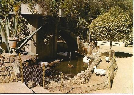 POSTAL A3935: Cisnes en el Parque de la Piedad de Almendralejo