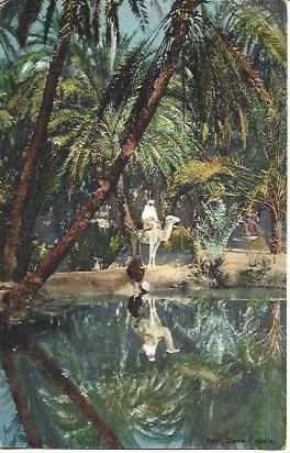 POSTAL A3445: Camello en oasis