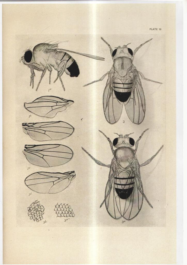 Poster DIN 4 numero 1076: diversas imagenes de Mosca