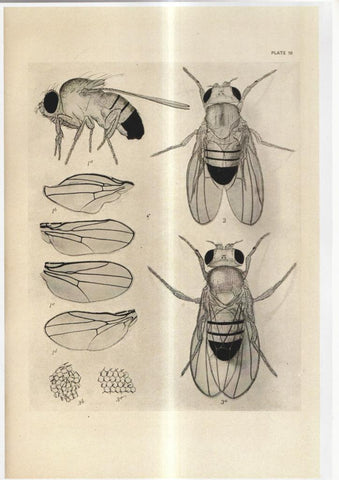 Poster DIN 4 numero 1076: diversas imagenes de Mosca