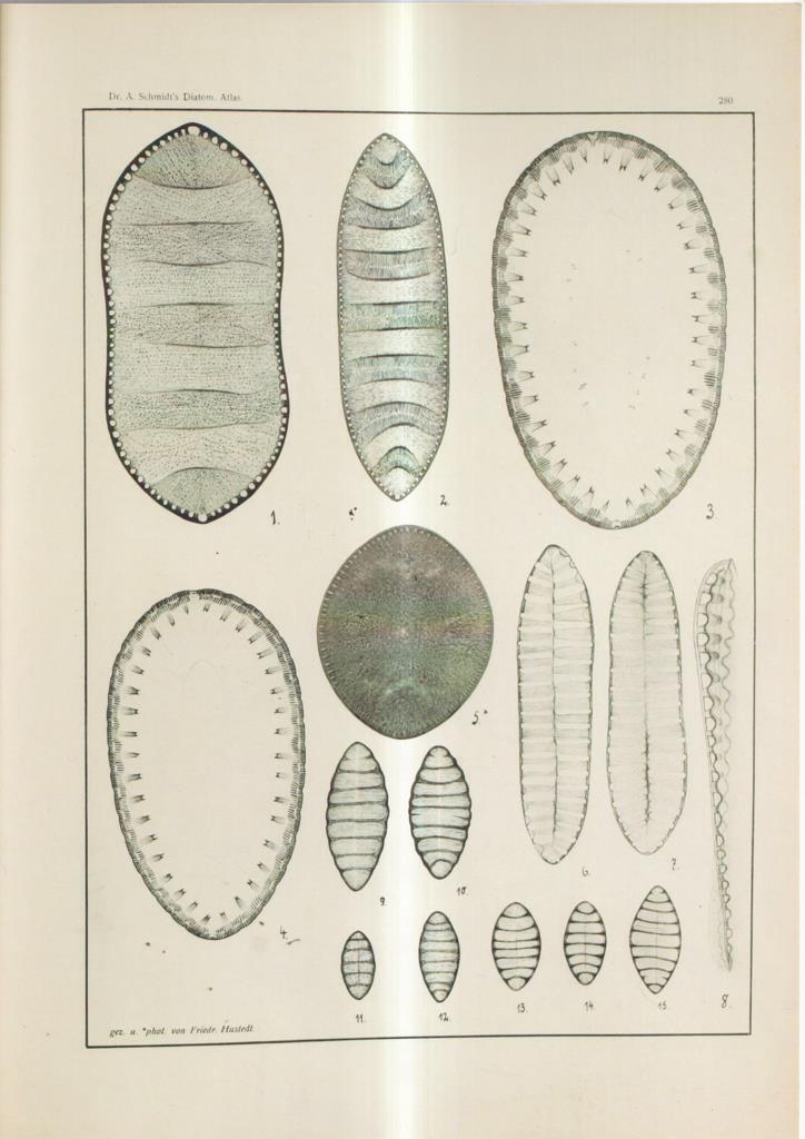 Poster DIN 4 numero 1077: Atlas der Diatomaceen-Kunde /. Leipzig :O.R. Reisland,[1874-19.. 