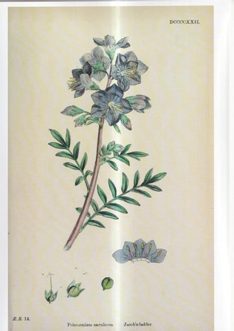 Poster DIN 4 numero 1079: Polemonium caeruleum