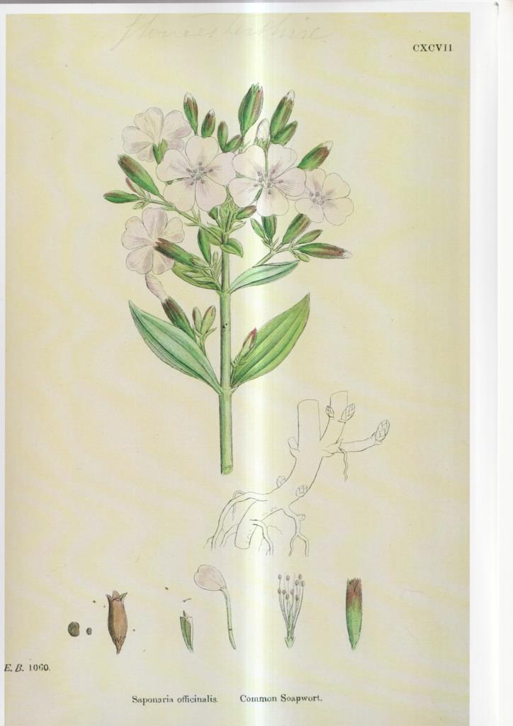 Poster DIN 4 numero 1080: Saponaria officinalis