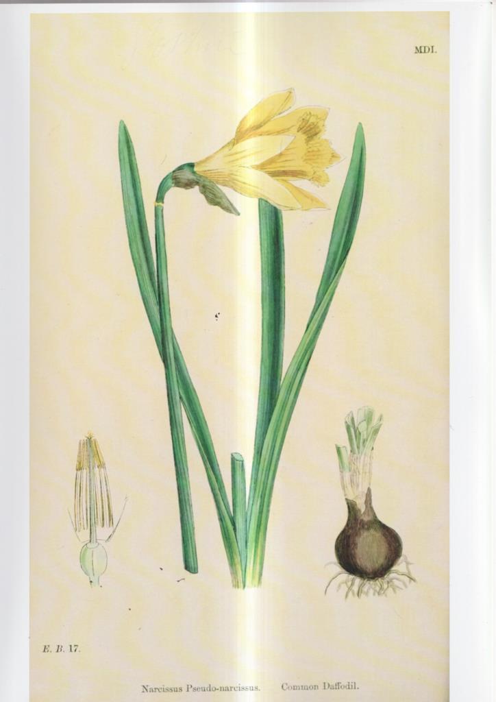 Poster DIN 4 numero 1081: Narcissus Pseudo-narcissus