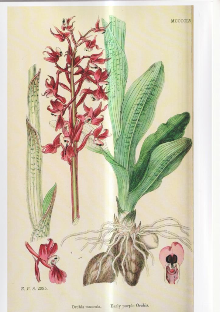 Poster DIN 4 numero 1082: Orchis mascula