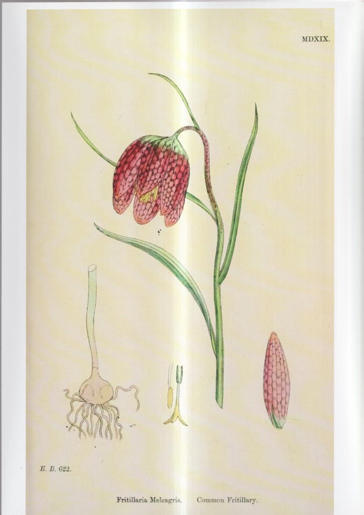 Poster DIN 4 numero 1083: Fritillaria Meleagris