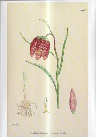 Poster DIN 4 numero 1083: Fritillaria Meleagris