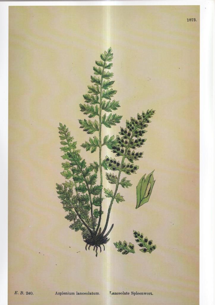 Poster DIN 4 numero 1085: Asplenium lanceolatum