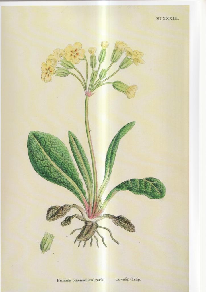 Poster DIN 4 numero 1087: Primula officinali-vulgaris