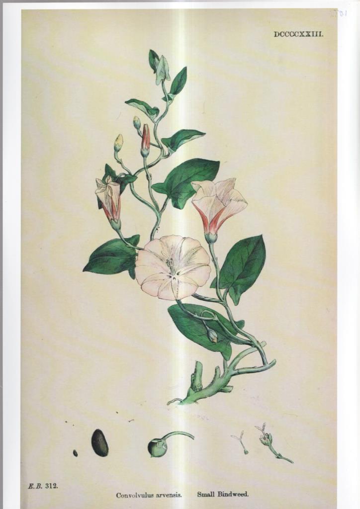 Poster DIN 4 numero 1088: Convolvulus arvensis