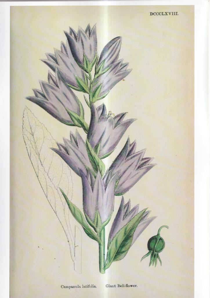 Poster DIN 4 numero 1089: Campanula latifolia