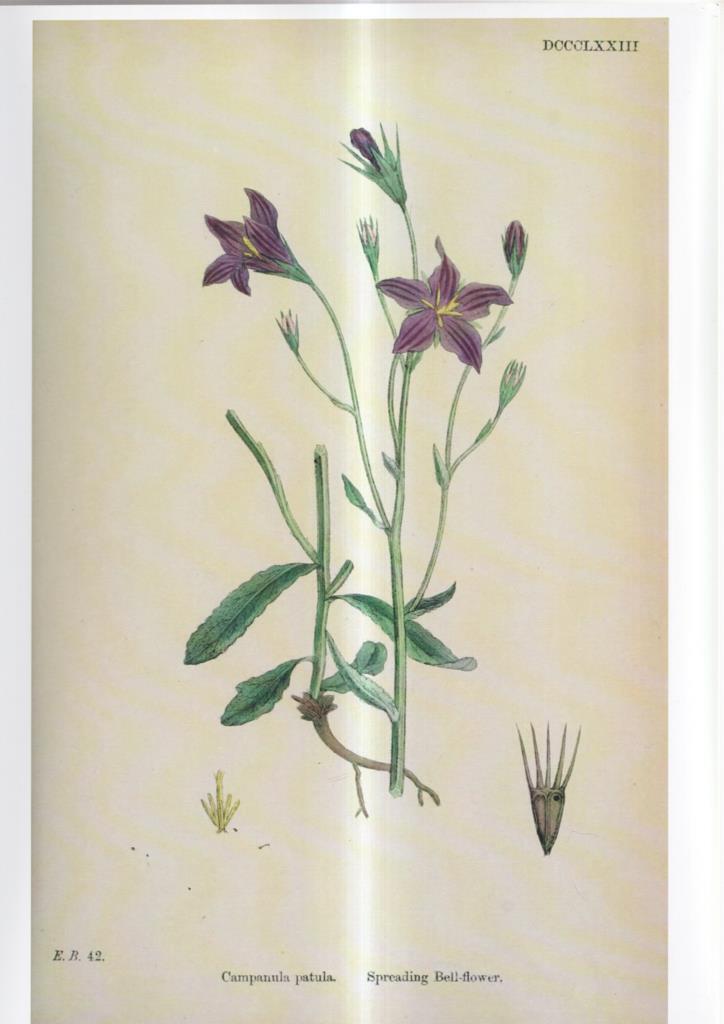 Poster DIN 4 numero 1093: Campanula patula