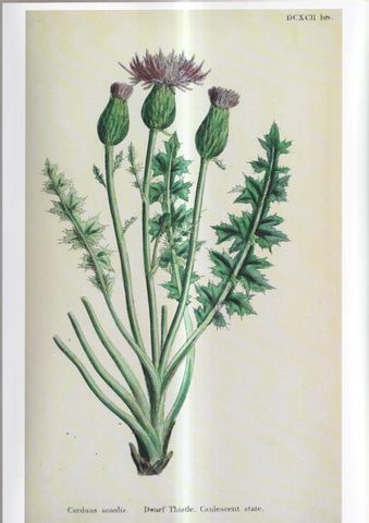 Poster DIN 4 numero 1094: Carduus acaulis