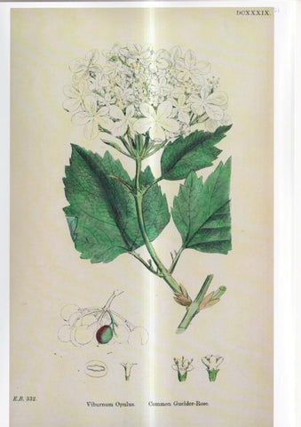 Poster DIN 4 numero 1095: Viburnum Opulus