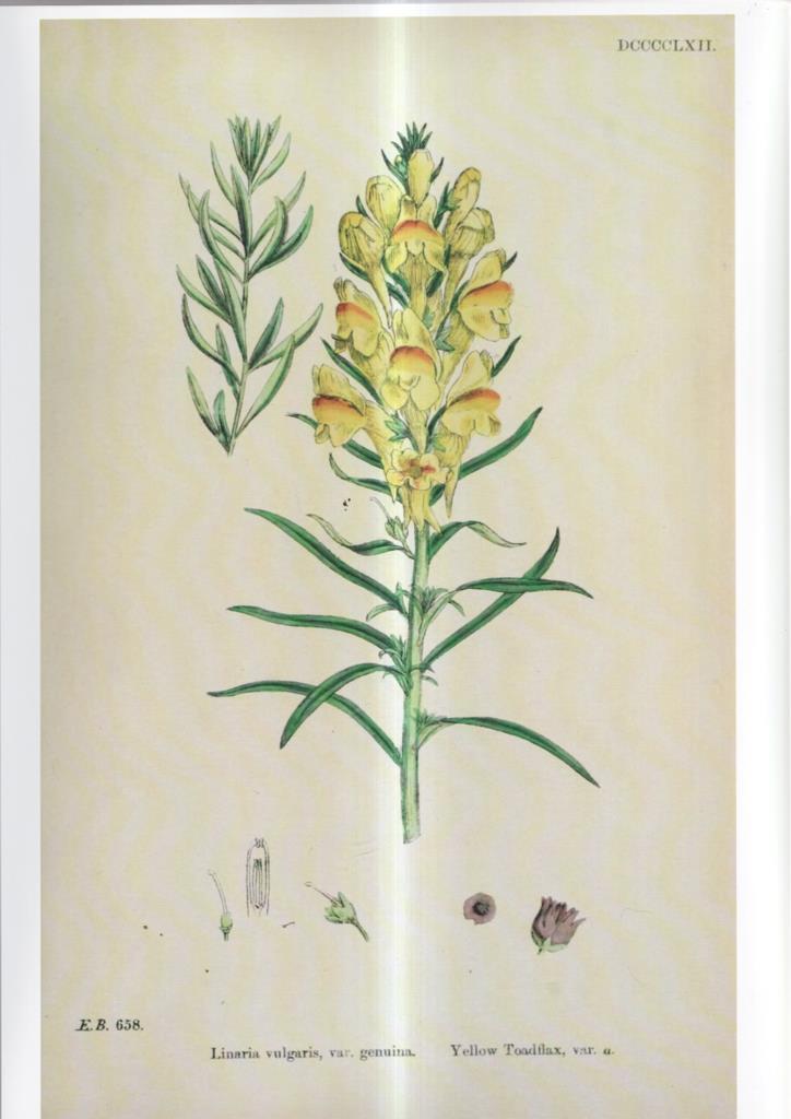 Poster DIN 4 numero 1096: Linaria vulgaris, var.genuina