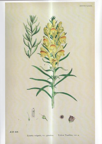 Poster DIN 4 numero 1096: Linaria vulgaris, var.genuina