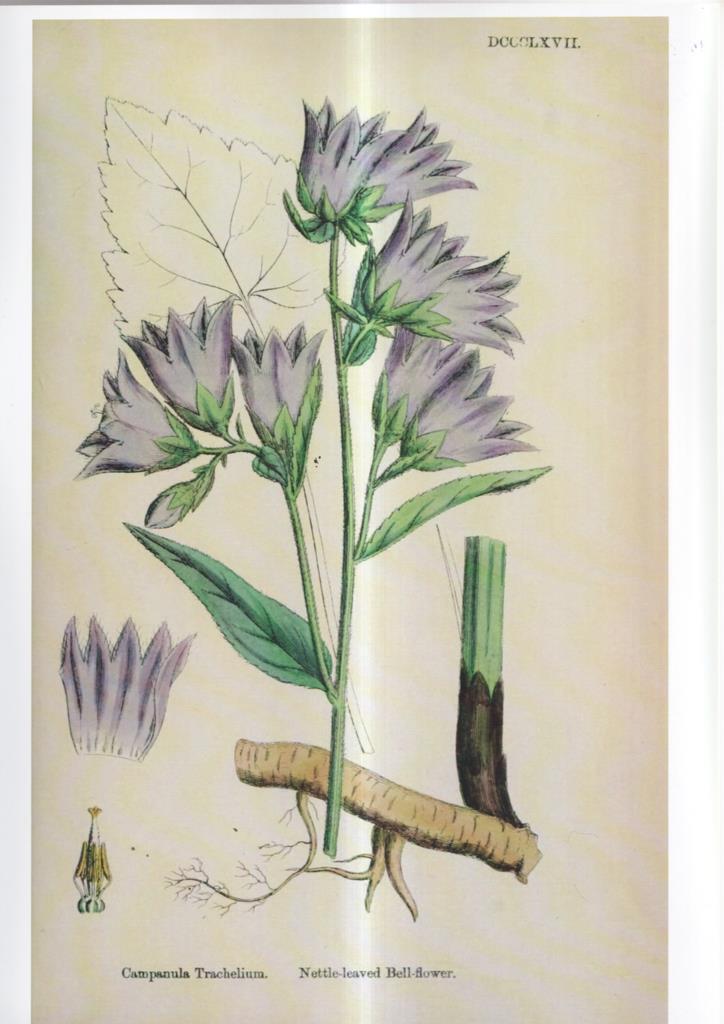 Poster DIN 4 numero 1097: Campanula Trachelium