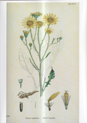 Poster DIN 4 numero 1098: Senecio aquaticus