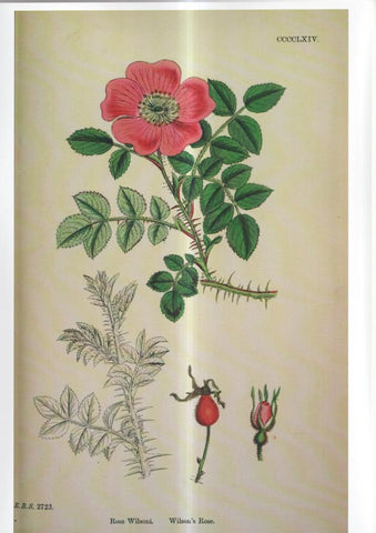 Poster DIN 4 numero 1100: Rosa Wilsoni