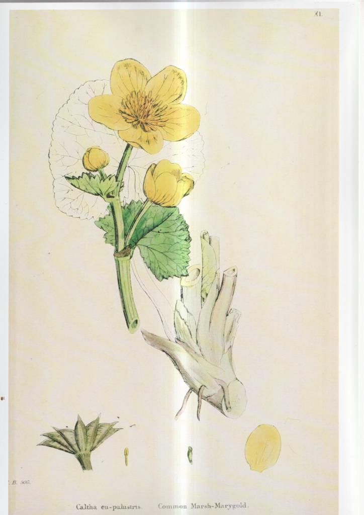 Poster DIN 4 numero 1103: Caltha eu-palustris