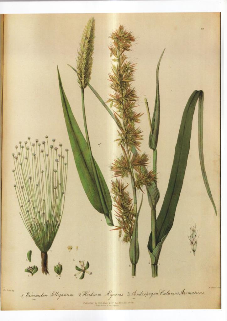 Poster DIN 4 numero 1104: Eriocaulon Sollyanum 