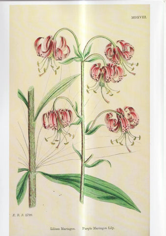 Poster DIN 4 numero 1121: Lilium Martagon