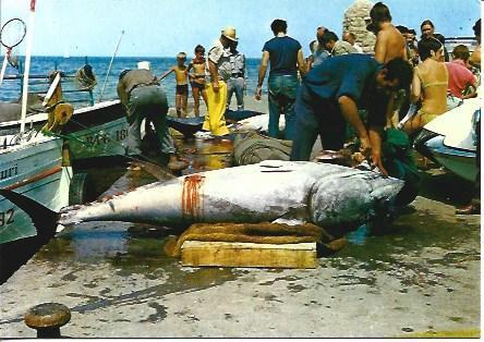 POSTAL A4258: Tareas de pesca en L'Escala