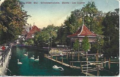 POSTAL A4450: Cisnes en Bienne
