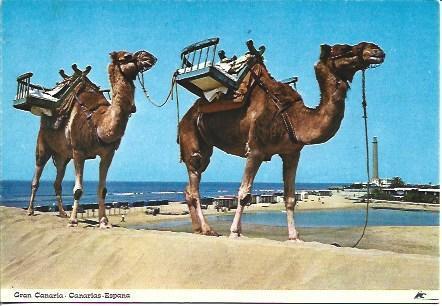 POSTAL A4335: Camellos en Maspalomas, Canarias