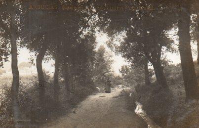 POSTAL PV06049: Passeig entre can Cuadras y can Blanch, Arbucias