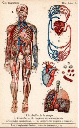 POSTAL PV06372: Circulacion sangre, corazon y pulmon. (ver descripcion)