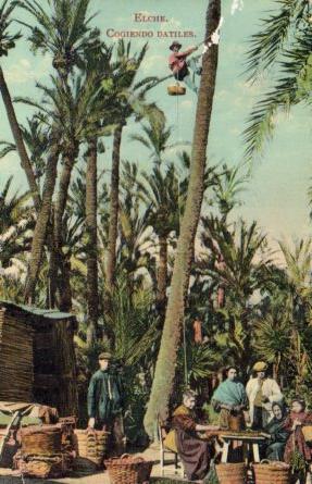 POSTAL PV06267: Cogiendo datiles en Elche