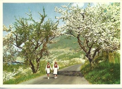 POSTAL A5244: Campo en Hardanger, Noruega