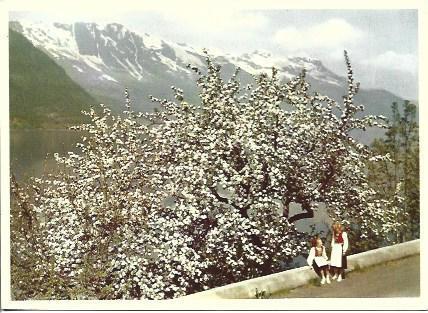 POSTAL A5243: Orquideas en Hardanger, Noruega
