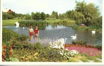 POSTAL A5241: Swannery en Noruega