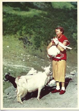 POSTAL A5239: Niño con ovejas en Noruega