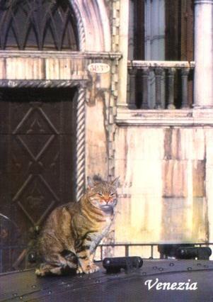 POSTAL PV07145: Venezia ed i suoi gatti